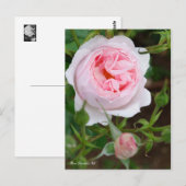 Carte Postale Rosa Scepter'd Isle [Carte postale] (Devant / Derrière)