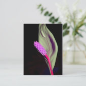 Carte Postale Rosa Schönheit (Debout devant)