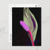 Carte Postale Rosa Schönheit (Devant / Derrière)