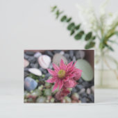 Carte Postale Rosa Steingartenblüte (Debout devant)