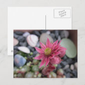Carte Postale Rosa Steingartenblüte (Devant / Derrière)