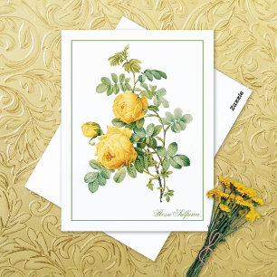 Carte Postale Rosa Sulfurea jaune Pierre-Joseph Redouté