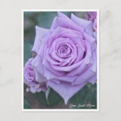 Carte Postale Rosa Sweet Moon (Devant)