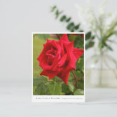 Carte Postale Rosa Uncle Walter (Debout devant)