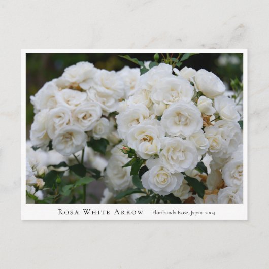 Carte Postale Rosa White Arrow (Devant)