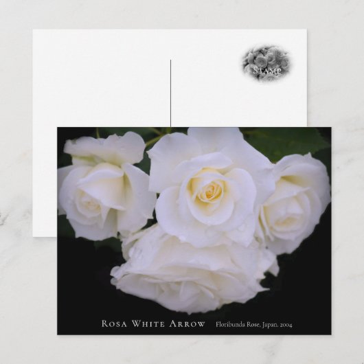 Carte Postale Rosa White Arrow (Devant / Derrière)