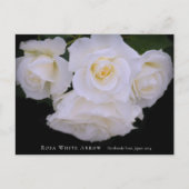 Carte Postale Rosa White Arrow (Devant)