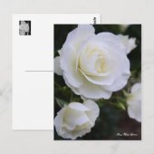 Carte Postale Rosa White Arrow:Postcard (Devant / Derrière)