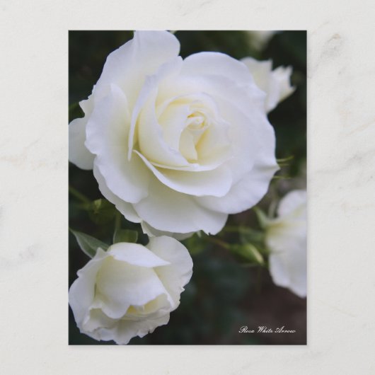 Carte Postale Rosa White Arrow:Postcard (Devant)