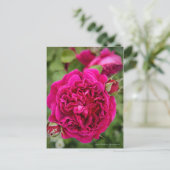 Carte Postale Rosa William Shakespeare [Carte postale] (Debout devant)