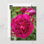 Carte Postale Rosa William Shakespeare [Carte postale] (Devant / Derrière)