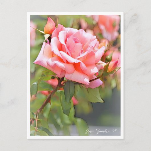 Carte Postale Rosa Zambra '93 (Devant)
