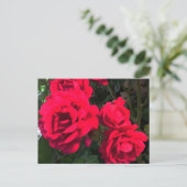 Carte Postale Rosarium de Red Roses (Debout devant)