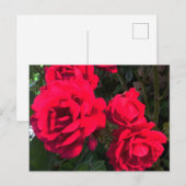 Carte Postale Rosarium de Red Roses (Devant / Derrière)