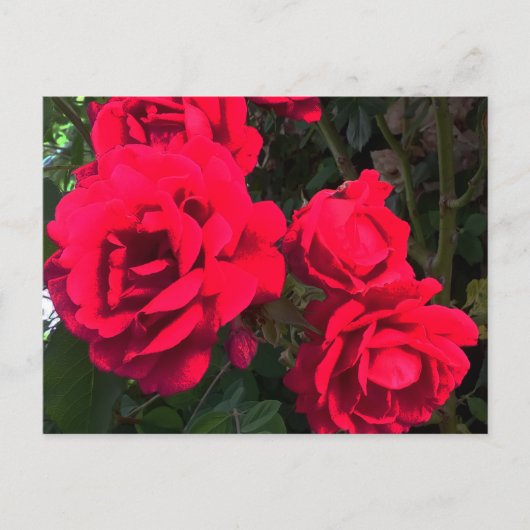 Carte Postale Rosarium de Red Roses (Devant)