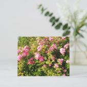 Carte Postale Rosarium en fleurs (Debout devant)