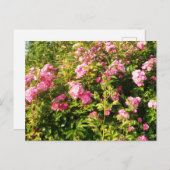 Carte Postale Rosarium en fleurs (Devant / Derrière)