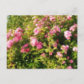 Carte Postale Rosarium en fleurs (Devant)