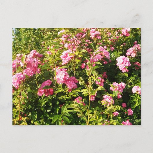 Carte Postale Rosarium en fleurs (Devant)