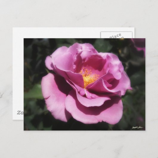 Carte Postale Rosas Moradas 3 (Devant / Derrière)