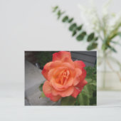 Carte Postale Rose (Debout devant)