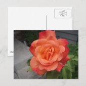 Carte Postale Rose (Devant / Derrière)