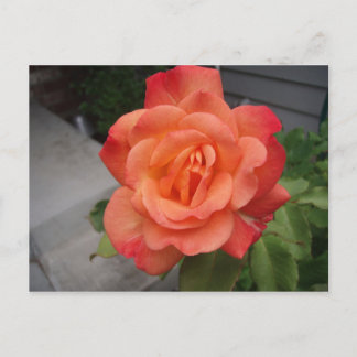 Carte Postale Rose