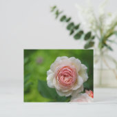 Carte Postale Rose (Debout devant)