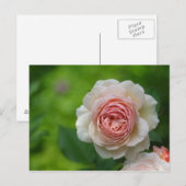 Carte Postale Rose (Devant / Derrière)