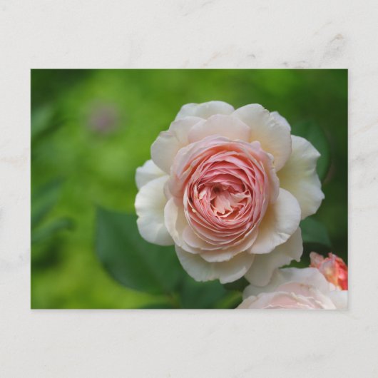 Carte Postale Rose (Devant)
