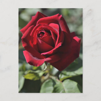 Carte postale rose