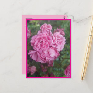 Carte Postale Rose
