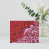 Carte Postale Rose (Debout devant)
