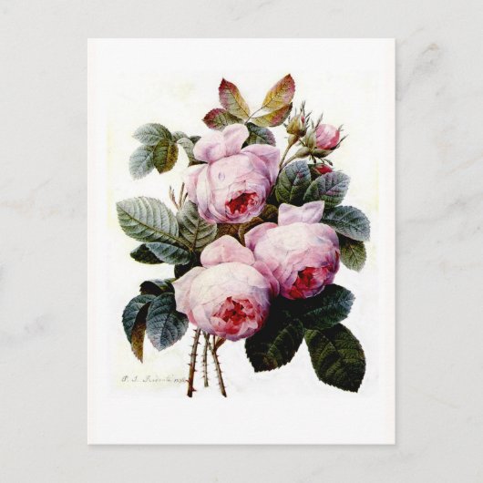 Carte Postale Rose (Devant)