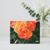 Carte Postale Rose (Debout devant)