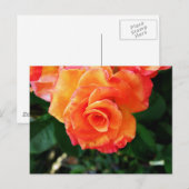 Carte Postale Rose (Devant / Derrière)