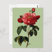 Carte Postale Rose (Devant / Derrière)