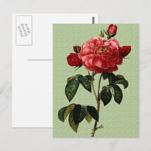 Carte Postale Rose (Devant / Derrière)