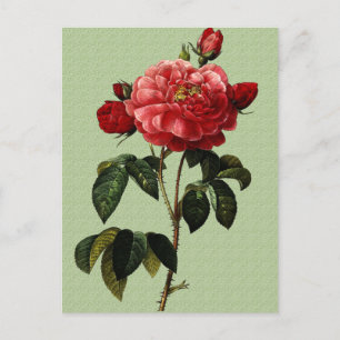 Carte Postale Rose