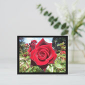 Carte Postale Rose (Debout devant)