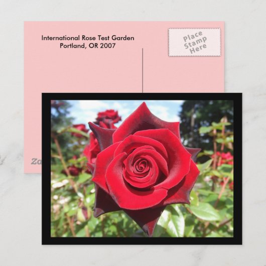 Carte Postale Rose (Devant / Derrière)
