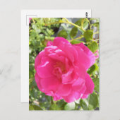 Carte postale rose (Devant / Derrière)