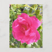 Carte postale rose (Devant)