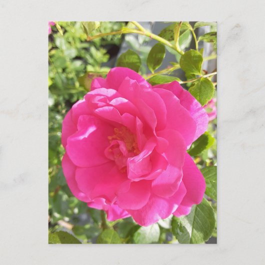 Carte postale rose (Devant)