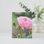 Carte Postale rose (Debout devant)