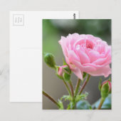 Carte Postale rose (Devant / Derrière)