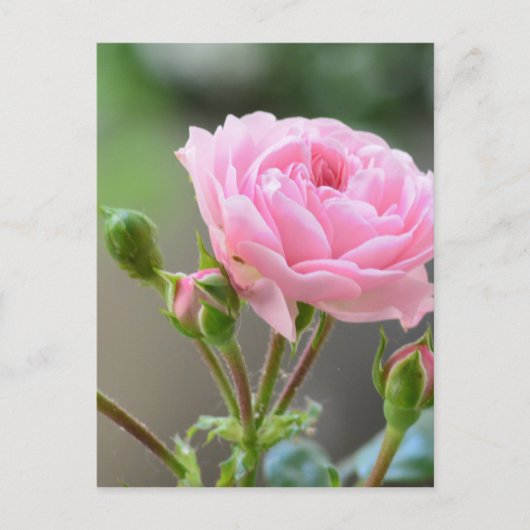 Carte Postale rose (Devant)