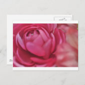 Carte Postale Rose (Devant / Derrière)