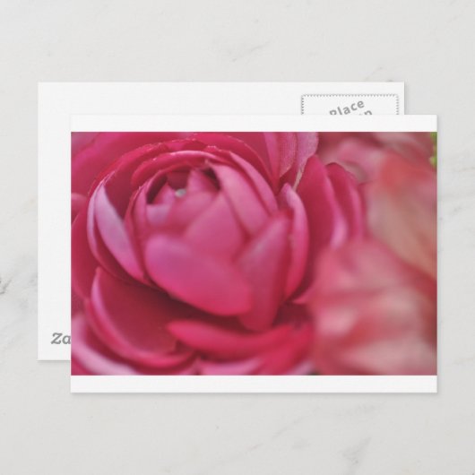Carte Postale Rose (Devant / Derrière)