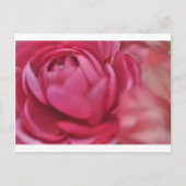 Carte Postale Rose (Devant)